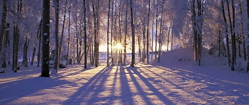 sun through trees snow